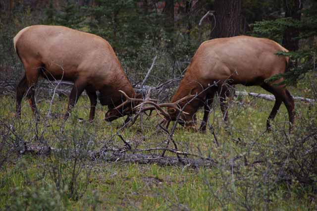 Elk on Whistler Road